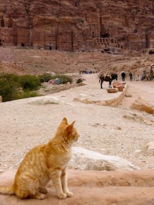 gato en Petra
