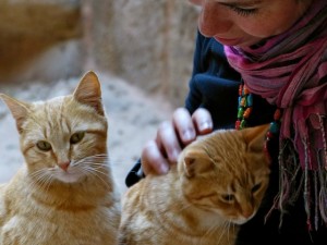Gatos en Petra Jordania