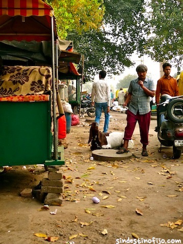 cabra en la calle Delhi