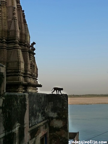 Monos y el Ganges