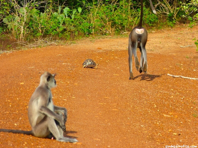 Mono Langur en Sri Lanka
