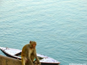 mono en Varanasi