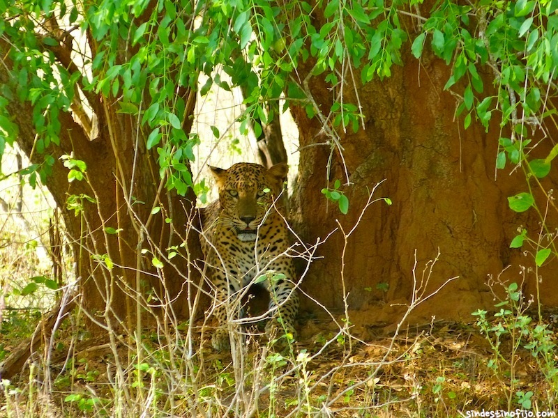 leopardo en Yala Sri Lanka