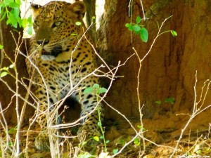 Yala Sri Lanka Leopardos