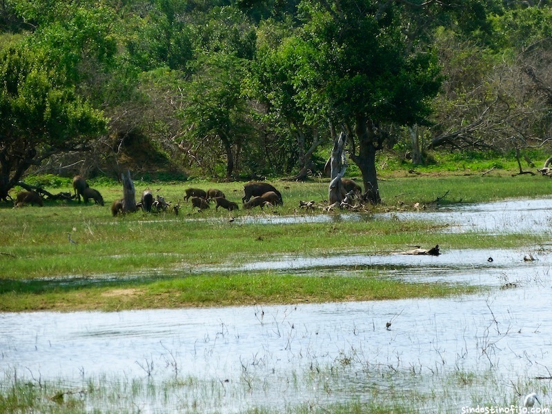 Yala National Park entrada