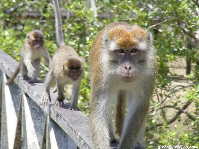 Macacos en Bako