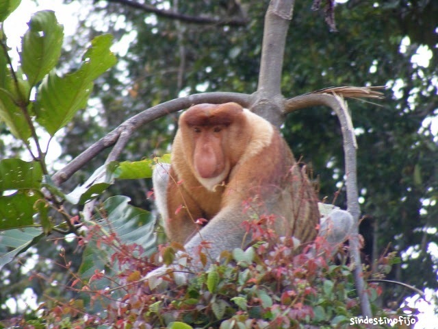 Monos Proboscis en Borneo