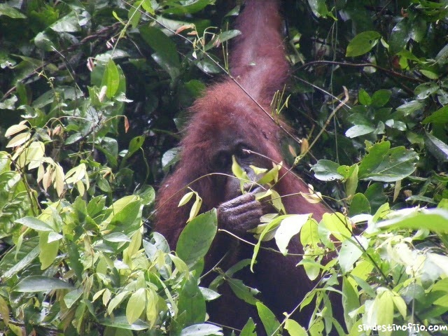 Orangutan libre en Borneo