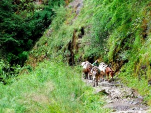 camino de cabras Chiamye