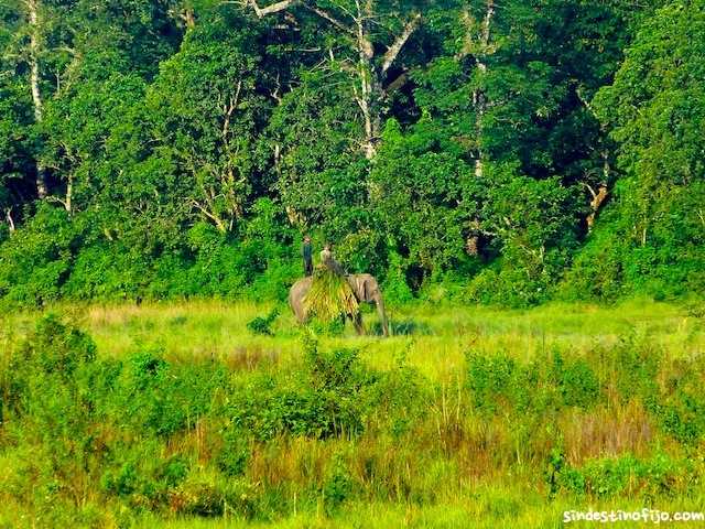 Elefantes en Chitwan