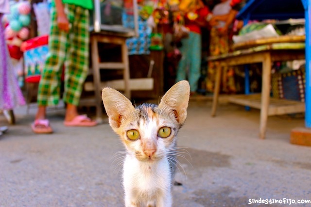 Mandalay gato
