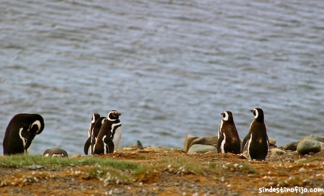 grupo de pingüinos magallánicos