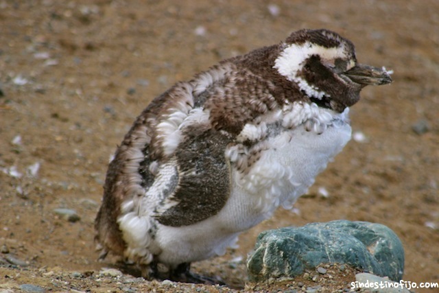 bebé pinguino