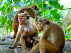 monos en Sri Lanka
