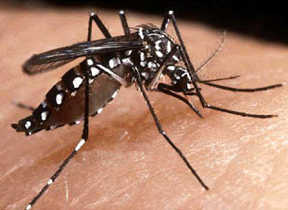 Mosquito Dengue en India