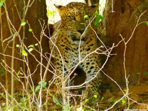 Yala leopardos en Sri Lanka