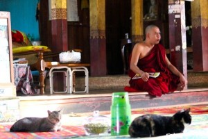 Jumping cat Monastery