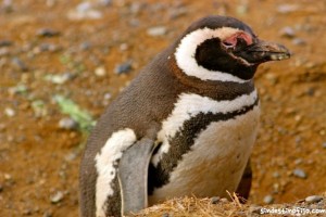 Pinguino de isla magdalena